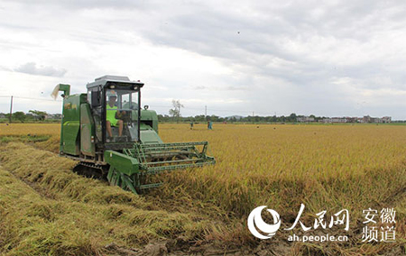 驾驶室机型水稻机让农机手双抢“清凉”上阵
