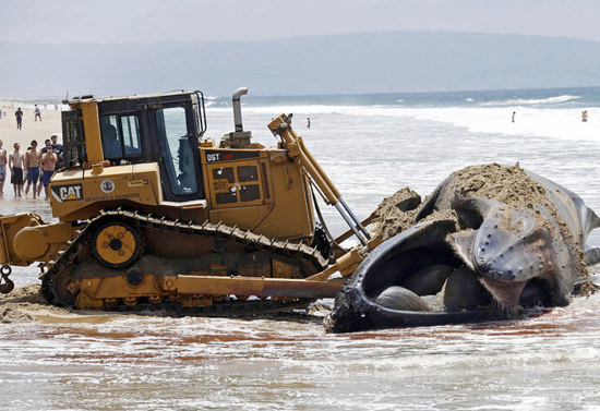 巨鲸现身洛杉矶海滩 卡特彼勒推土机上场清理