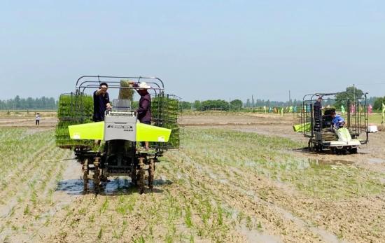 中联农机：推广水稻有序机抛秧技术 助力“机械强农”