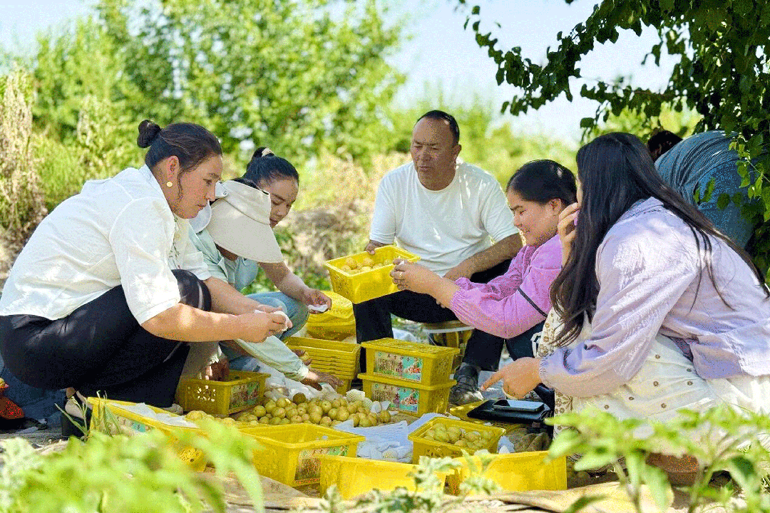厚道山推 援疆助农 | 一场跨越3000公里的“杏”福约定